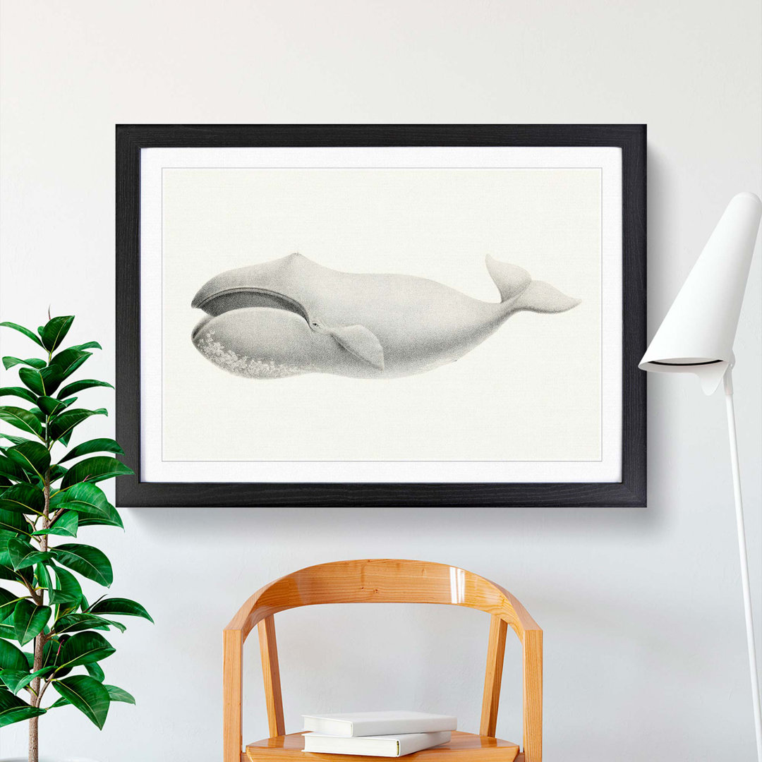 Bowhead Whale by C.M. Scammon - Framed Print