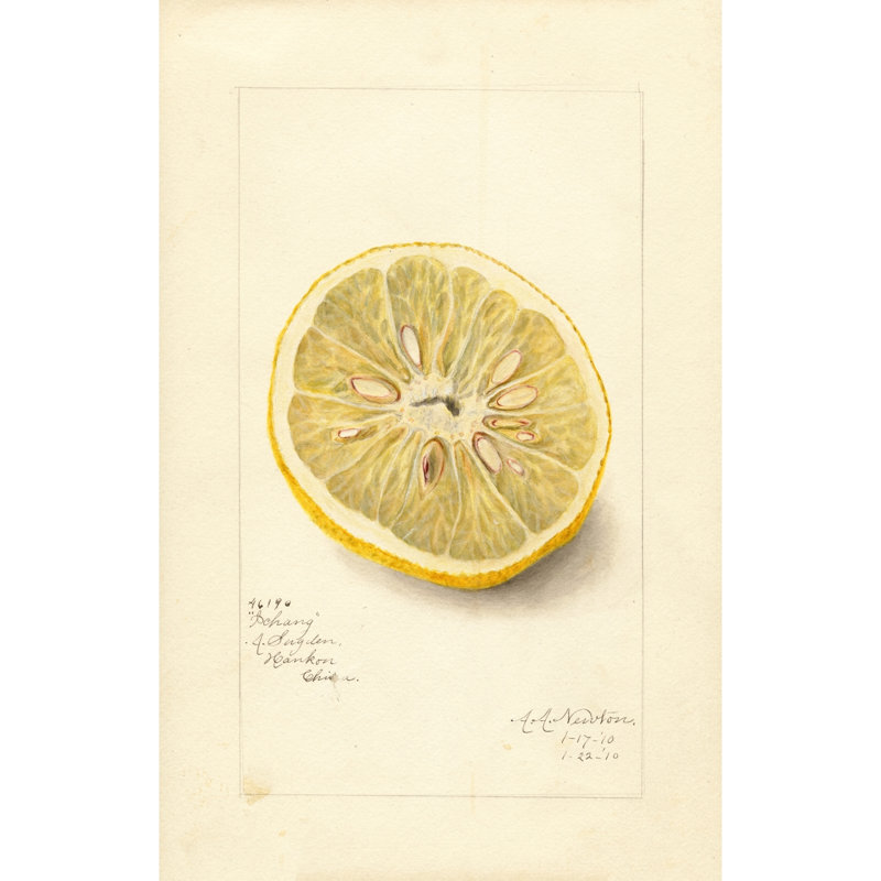 Citrus sinensis: Ichang (1910)