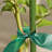Weather Resistant Plant Support