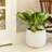 12" High Pineapple Planter, 2-pack