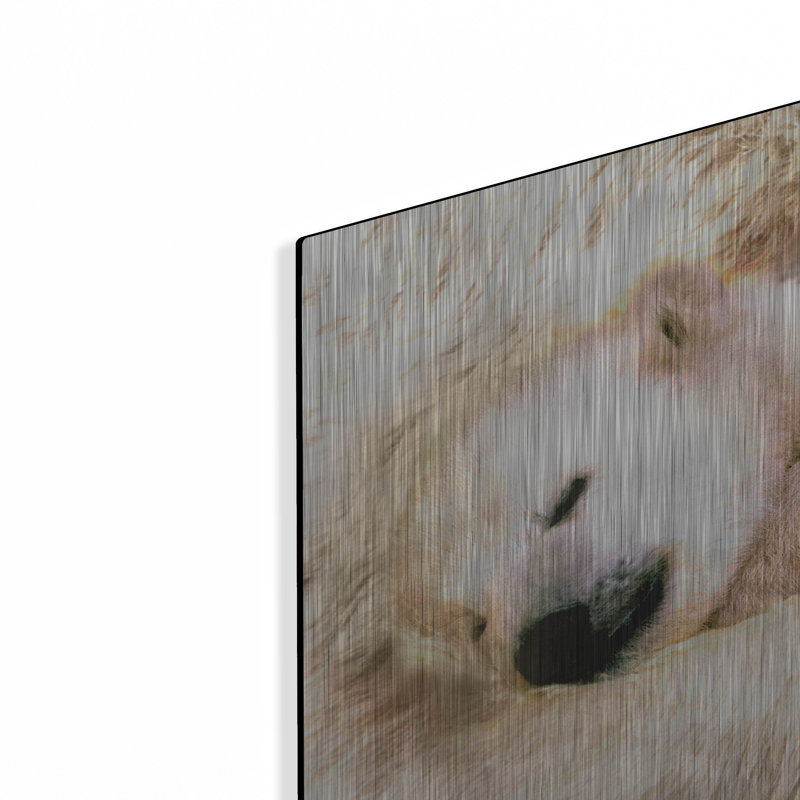 "Sleepy Polar" par Murray Henderson Fine Art, H 24 po x l 48 po