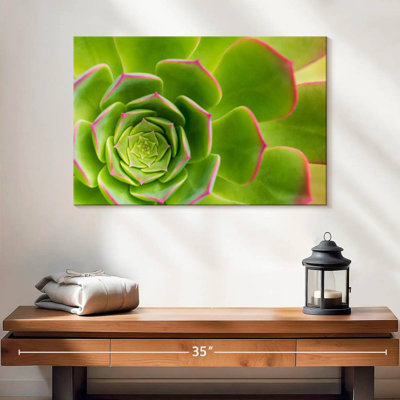 Plante grasse Harnek