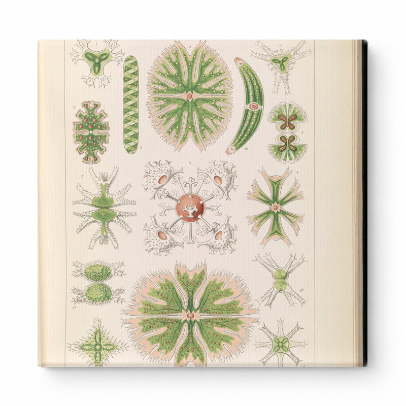 Desmidiea (Tafel 21, Kunstformen der Natur, 1904) - Art mural carré sur toile, 12" W x 12" H