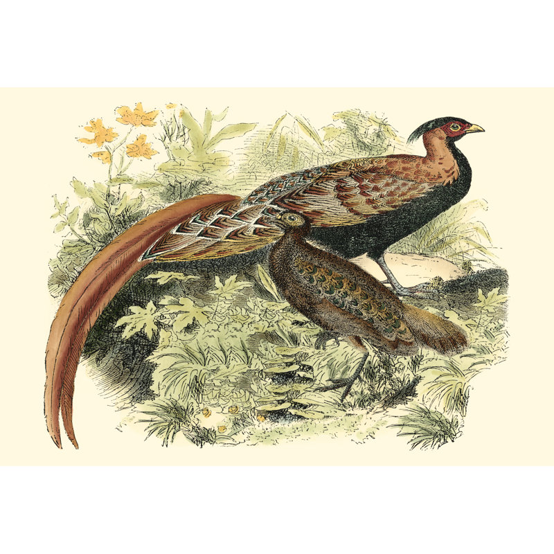 Pheasant Varieties VIII by Vision Studio - Wrapped Canvas Painting, 30cm H x 46cm W