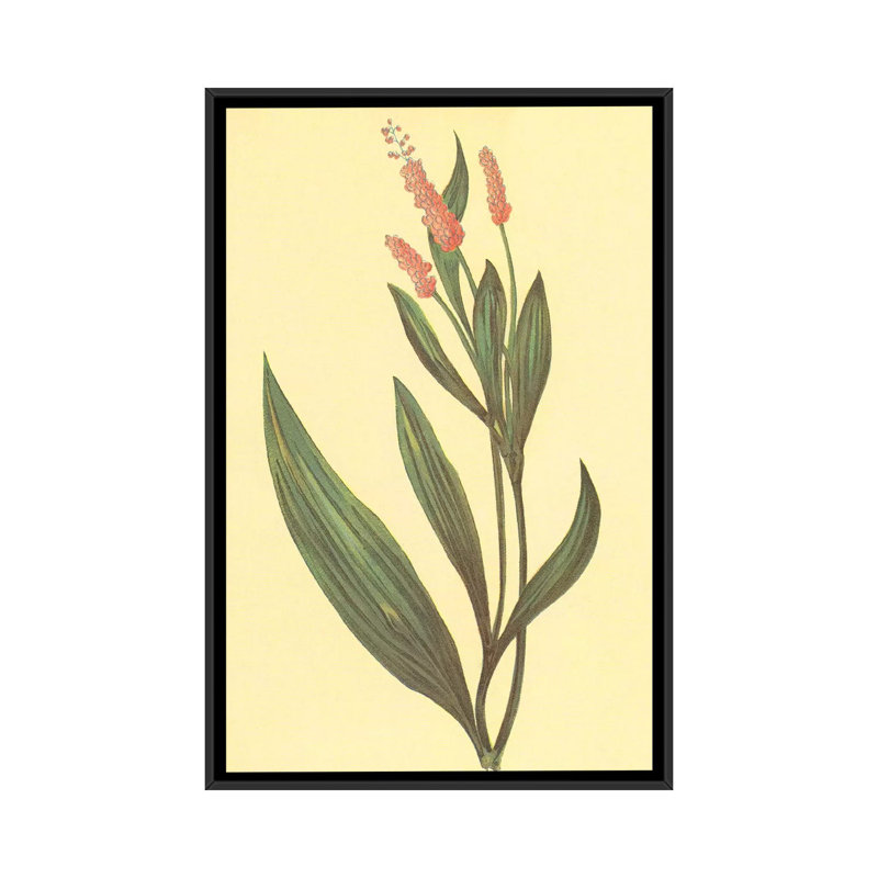 «Water Knotweed», reproduction sur toile, H 26 po x l 18 po x P 1,5 po, Toile encadrée noire, Pas de tapis