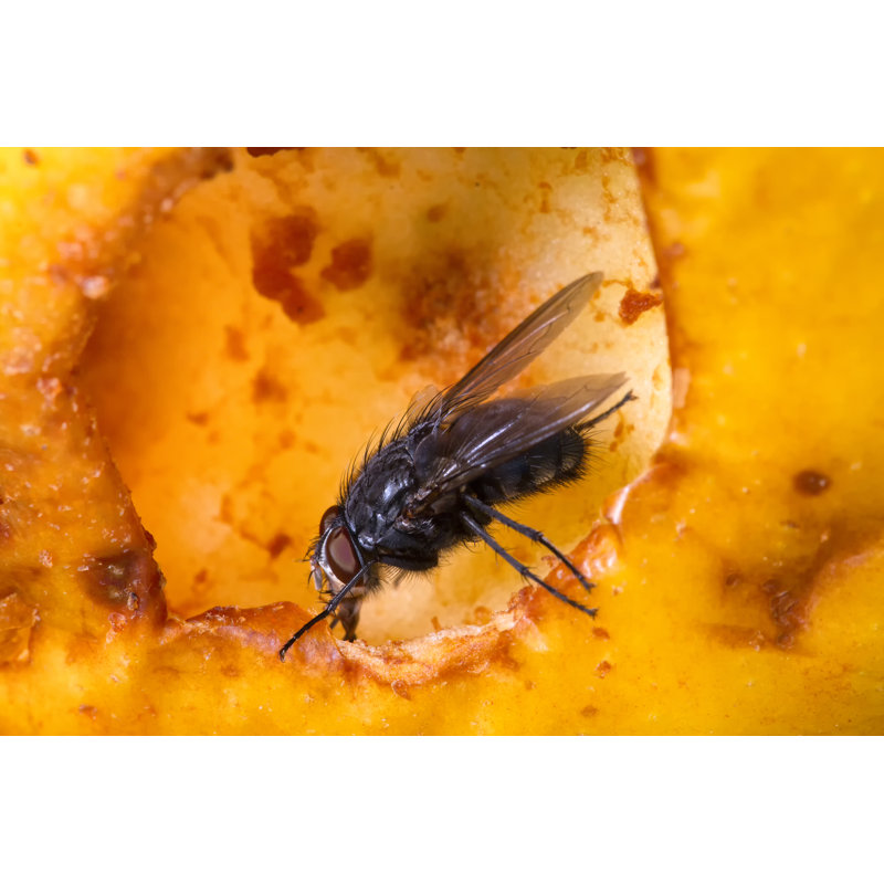 Fedella Blow Fly - Wrapped Canvas Print, 30cm H x 46cm W x 3.8cm D