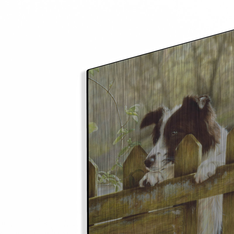 "Border collie qui regarde les vaches" par John Silver, H 16 po x l 12 po