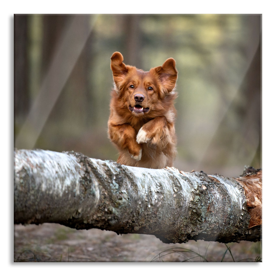 Fotodruck Hund springt über Baumstamm im Wald