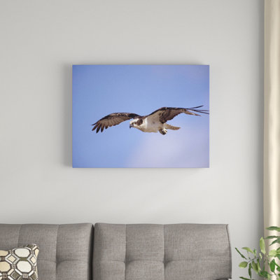 " Osprey Flying "
