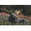 Orignal allongé