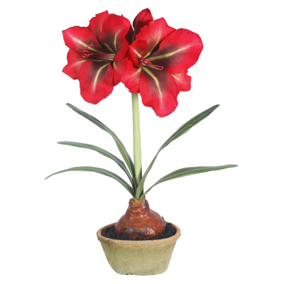 Amaryllis Arrangement in Vase