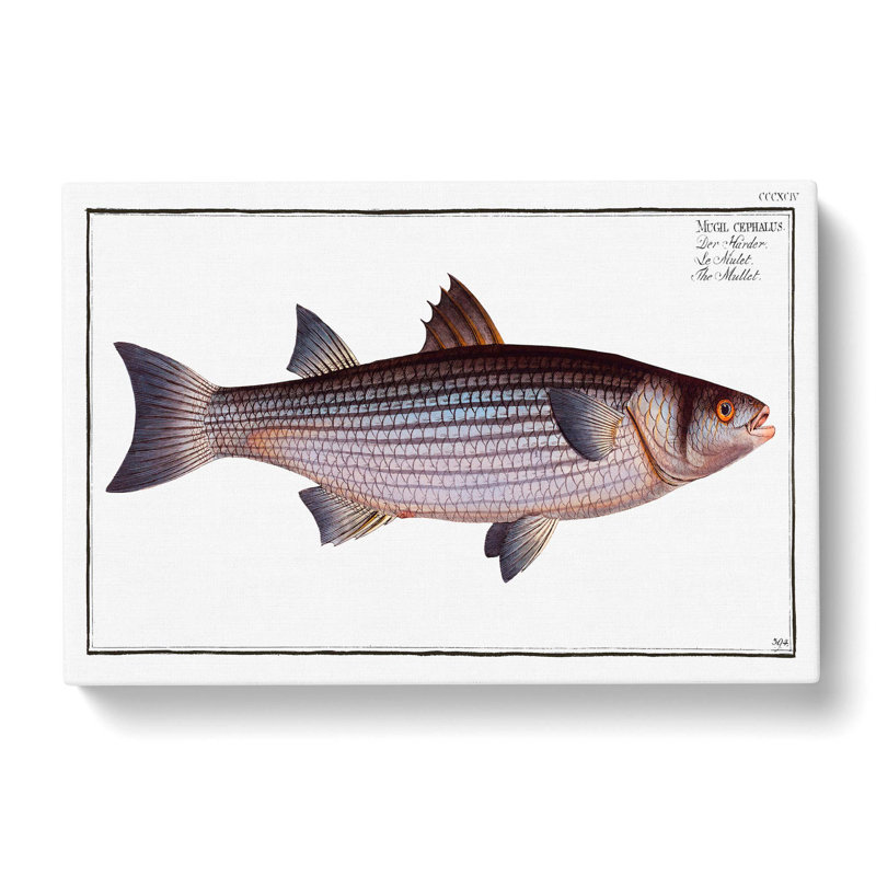 Mullet Fish by M.E. Bloch - Wrapped Canvas Painting Print, 35cm H x 50cm W x 3cm D