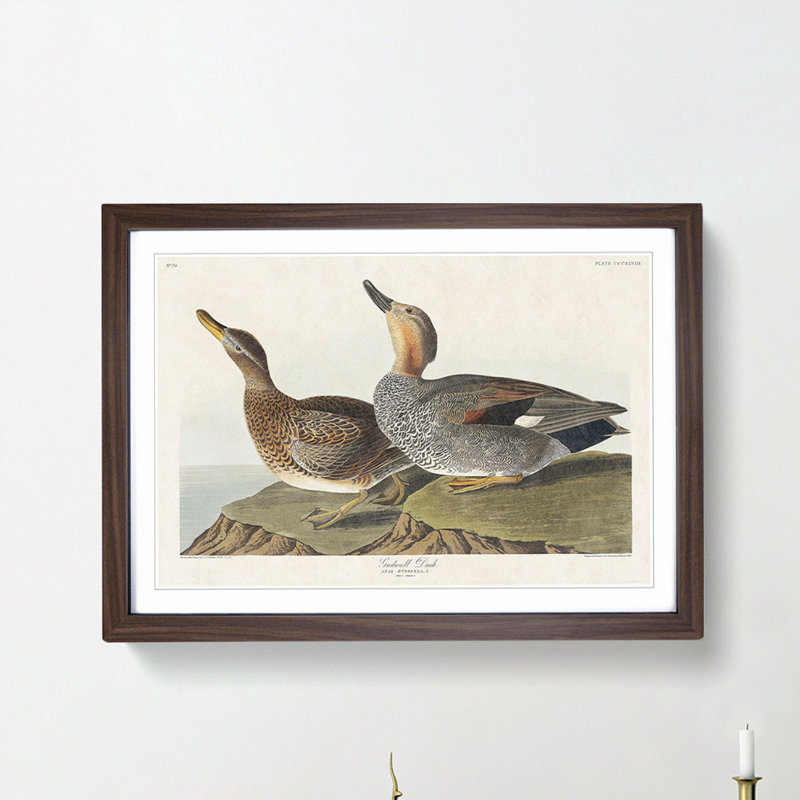 Gadwall Duck by John Audubon - Framed Print, Walnut Framed, 48cm H x 65cm W x 2cm D