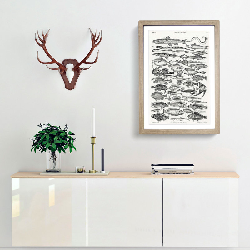 Study of Fish XLVH by Oliver Goldsmith - Framed Print, Oak Framed, 48cm H x 36cm W x 2cm D