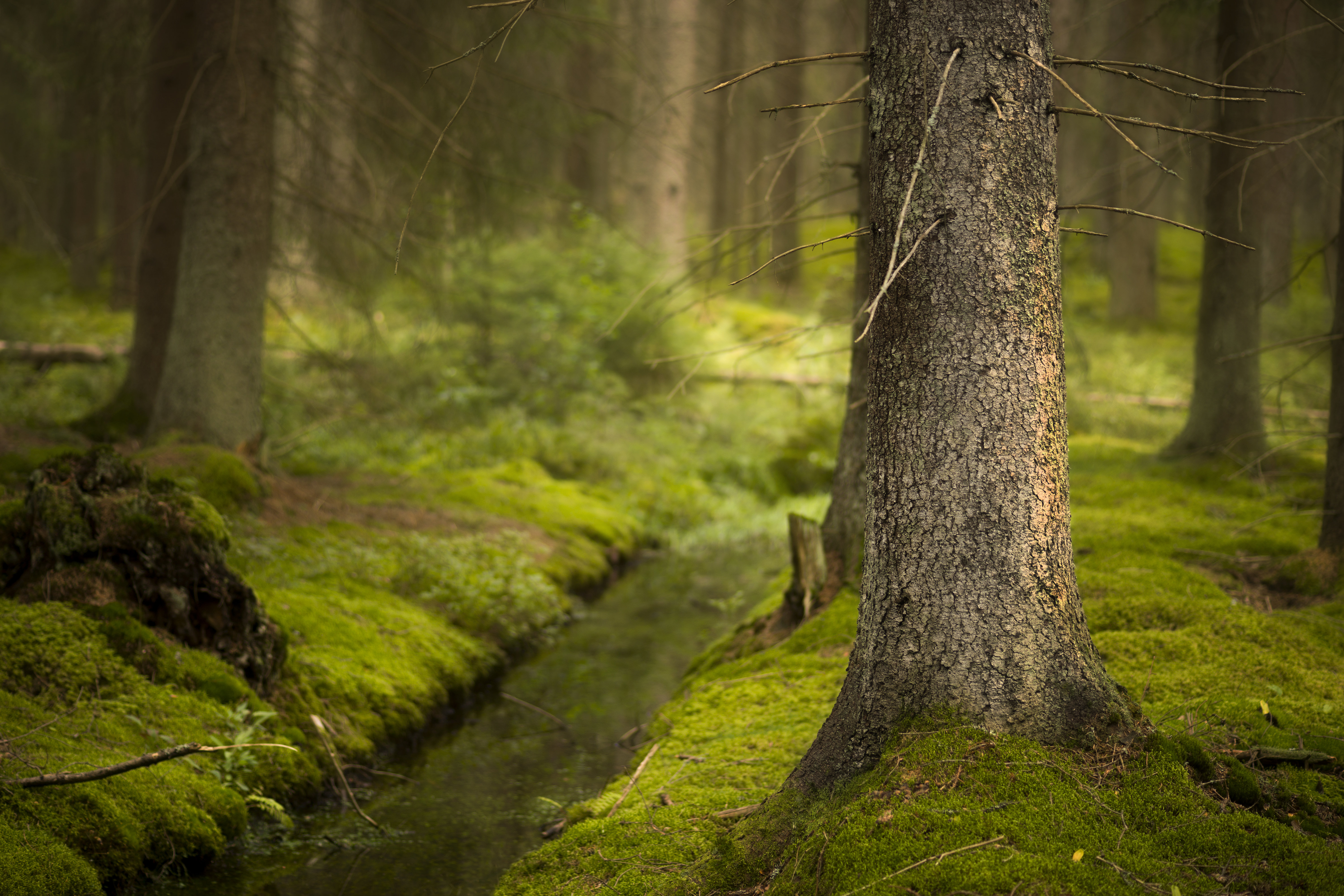 Millwood Pines Magic Forest - Wrapped Canvas Print | Wayfair