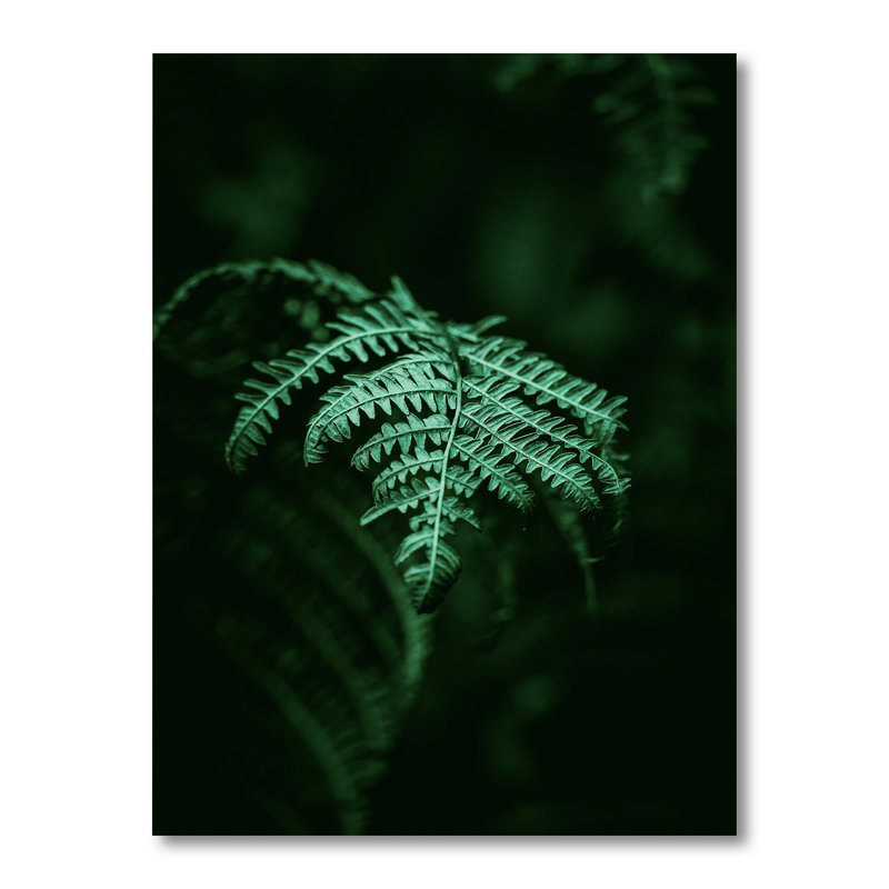 Fougère vert foncé sur fond noir I - reproduction sur toile, H 32 po x l 24 po, Toile tendue