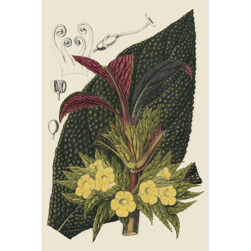 Begonia Varieties II by Stroobant - Painting, Wrapped Canvas, 30 cm H x 20 cm W