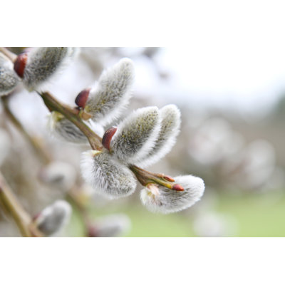 Close Up of Pussy Willows by Ands456