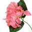 Bougainvillée fleur-453284141