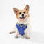 Harnais pour animal de compagnie Arlo-112400926-128618012