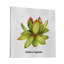 Echeveria Laui I - impression sur toile tendue-1775607166