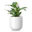 HDHPOT Ceramic Pot Planter