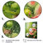 «Green Brush Melon Bounty I», art mural Melon-646204792