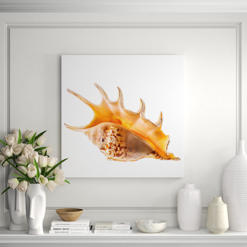 Spider Conch Shell Print, 36" H x 36" W x 2.5" D, Aluminum