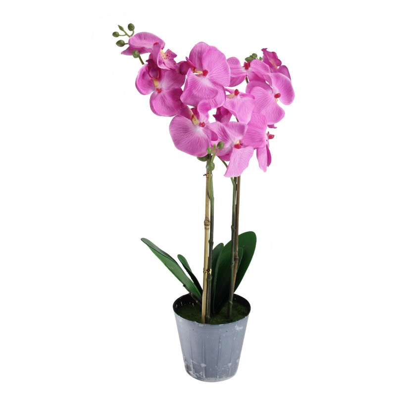 Plante artificielle orchidée phalaenopsis, H 22,25 po x l 16 po x P 16 po, Rose profond