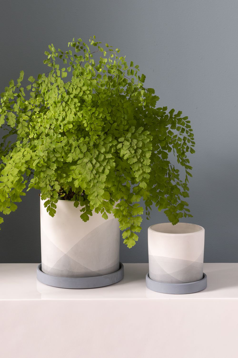 Carlita Ceramic Pot Planter, 7.25" H x 7.5" W x 7.5" D