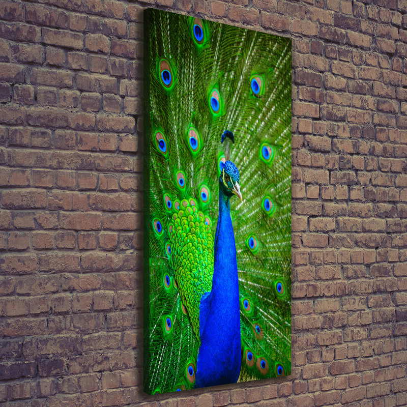 Peacock - Wrapped Canvas Print
