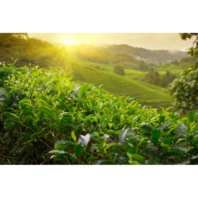 Tea Plantation - Wrapped Canvas Print, 81cm H x 122cm W x 3.8cm D