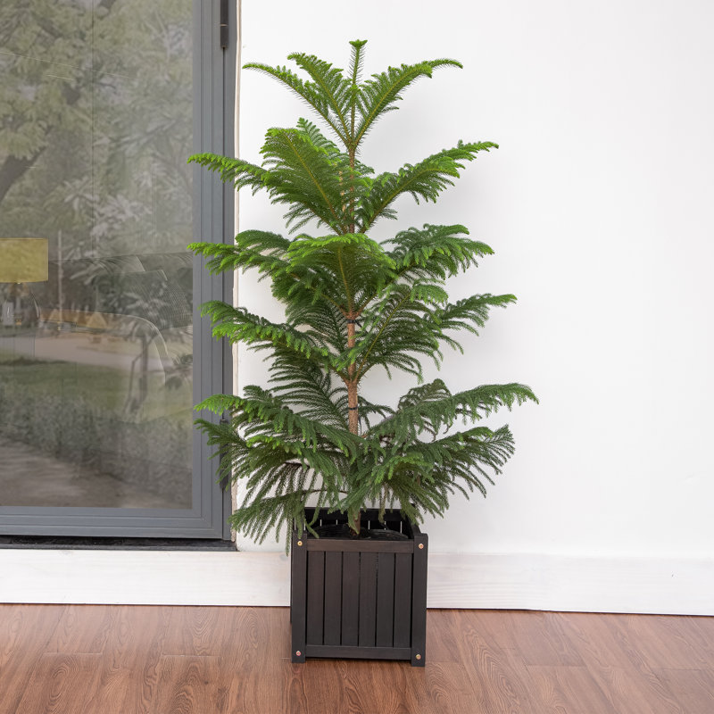 Wood Planter Box, Black