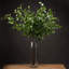 Anastasija Arrangement