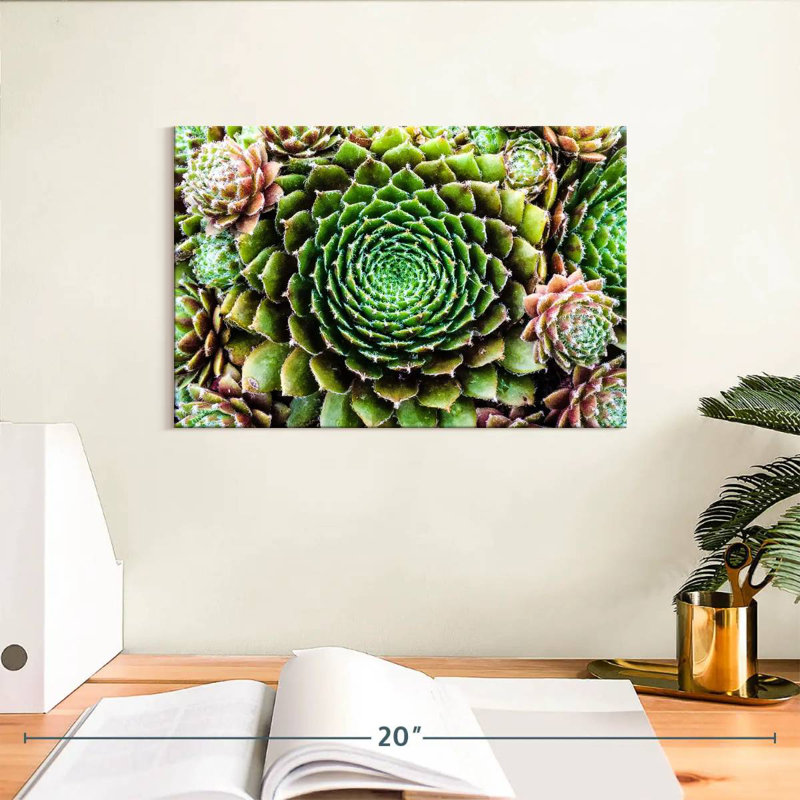 Harnek fleur comme plantes grasses, H 8 po x l 12 po