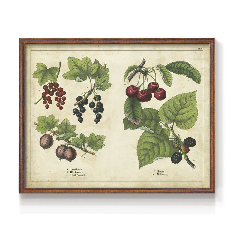 «Kitchen Fruits III», reproduction encadrée, H 8 po x l 10 po, Noyer