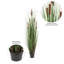 Herbe droite artificielle et quenouilles-73282466
