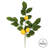 20'' Salal Leaf Lemon Plant