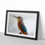 Graceful Kingfisher Bird in Abstract - Picture Frame Painting Print-55735115-55735119