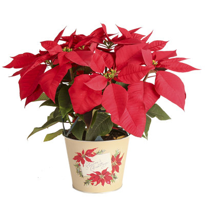 Foliage Plant in Planter