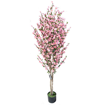 6' Cherry Blossom Tree in Pot