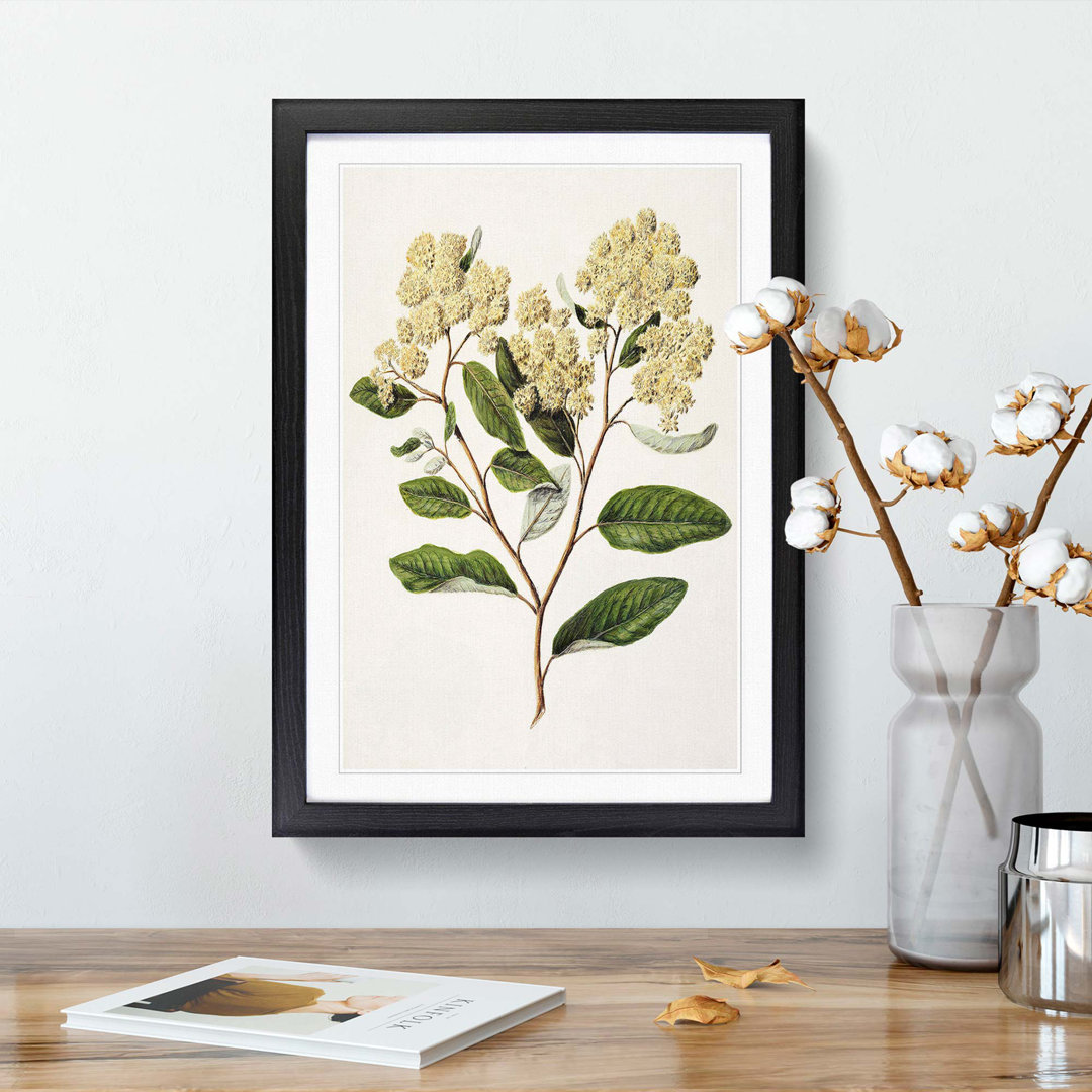 Kumarahou Flowers by Sarah Featon - Framed Print