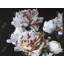 Housse de couette pour lit simple pivoines blanches - Décoration de chambre florale et botanique-118244588-118244597