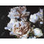 Pivoines, reproduction sur toile
