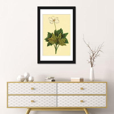" Anemone " by PI Collection