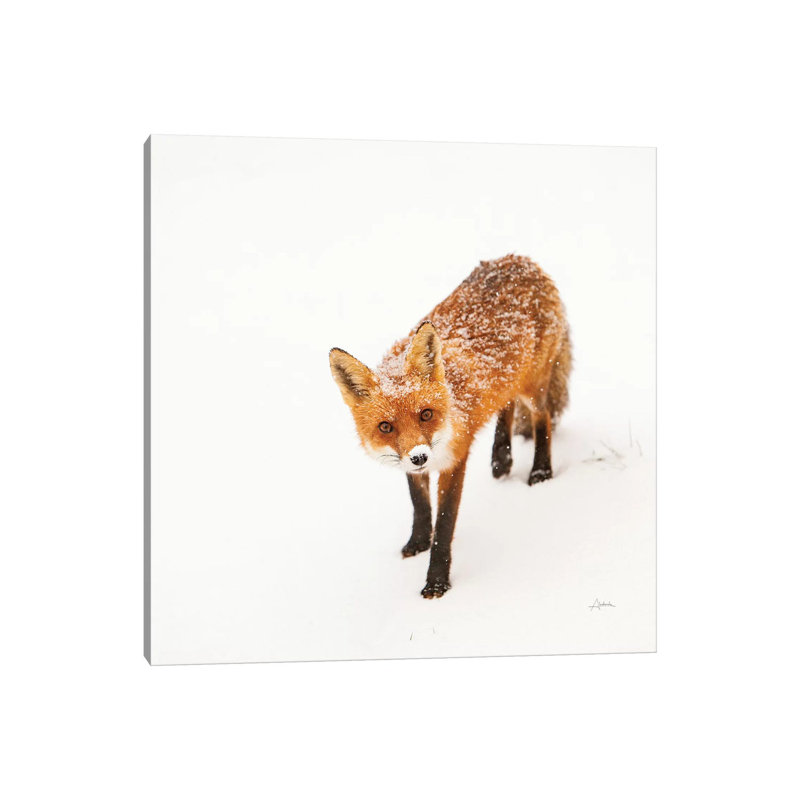 Red Fox II 1 Piece Wrapped Canvas Wall Art, 30.48 cm H x 30.48 cm W