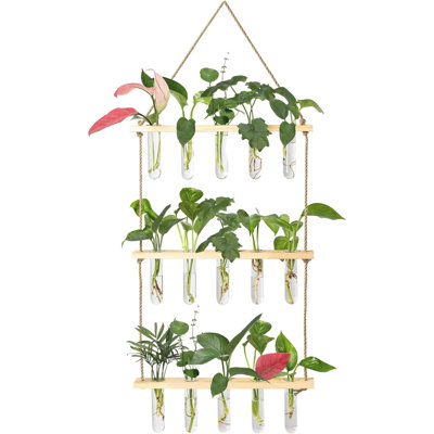 Station de propagation murale avec support en bois 5 tubes à essai en verre 3 terrasses murales terrarium pour bureau à domicile cintre plante vases à fleurs décoration murale coupes hydroponiques