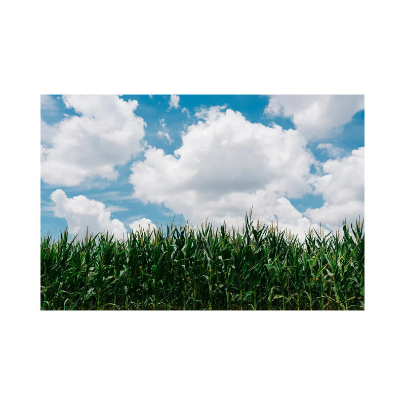 Rural Corn Fields III 1 Piece Wall Art on Canvas, 20.32cm H x 30.48cm W x 1.91cm D, Wrapped Canvas