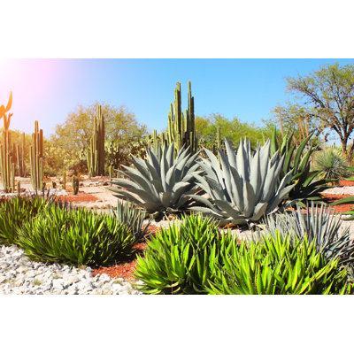 «Garden of Cacti» par Frentusha - photographie sur toile tendue