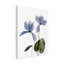 «Xray Cyclamen» par Judy Stalus, reproduction d'art sur toile-253776414